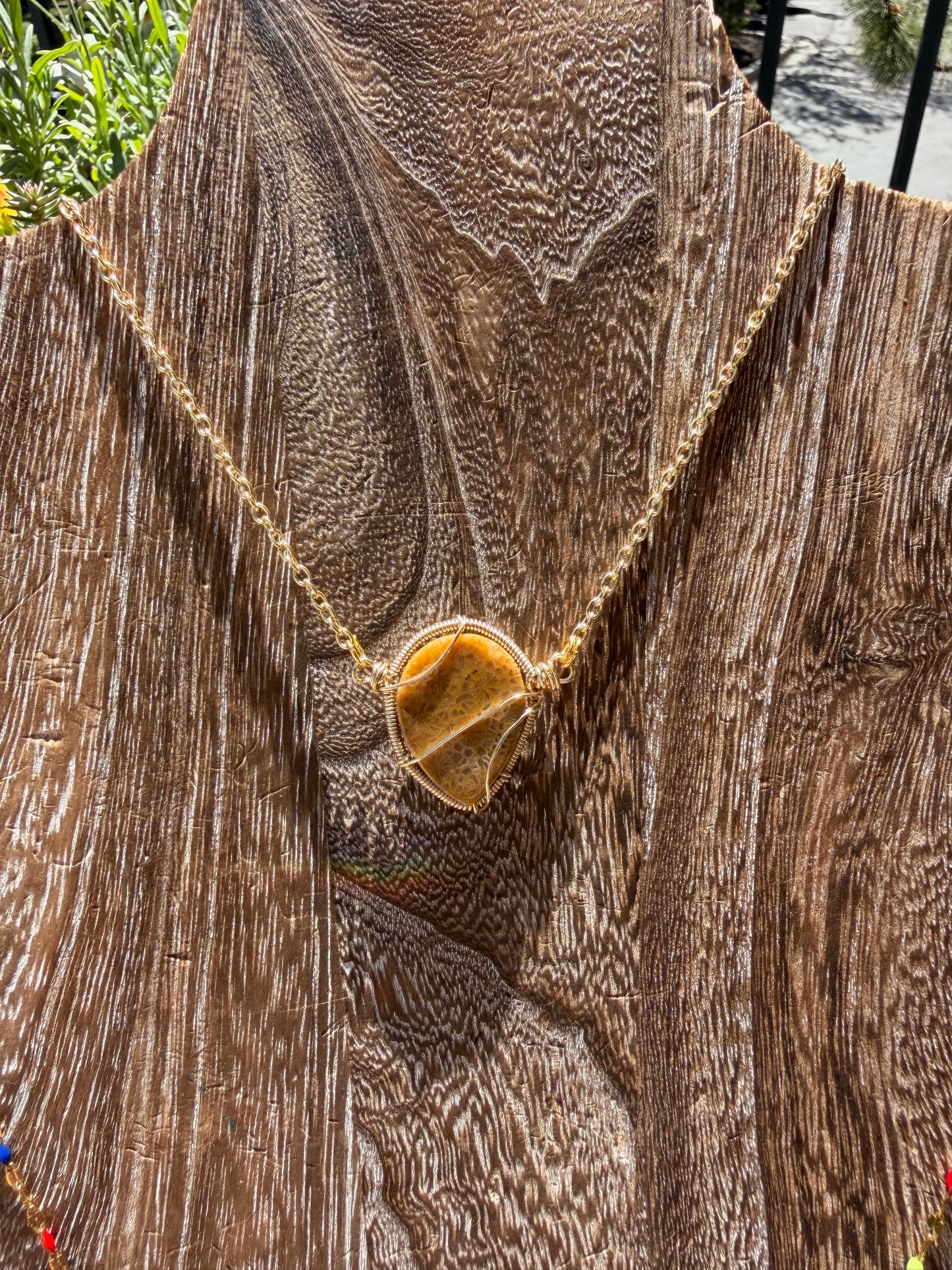Fossilized Coral